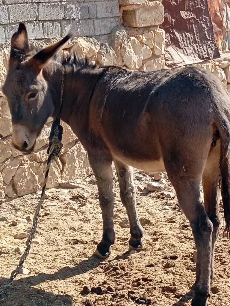 الاغ ماده جوان|حیوانات مزرعه|فیروزآباد (فارس), |دیوار