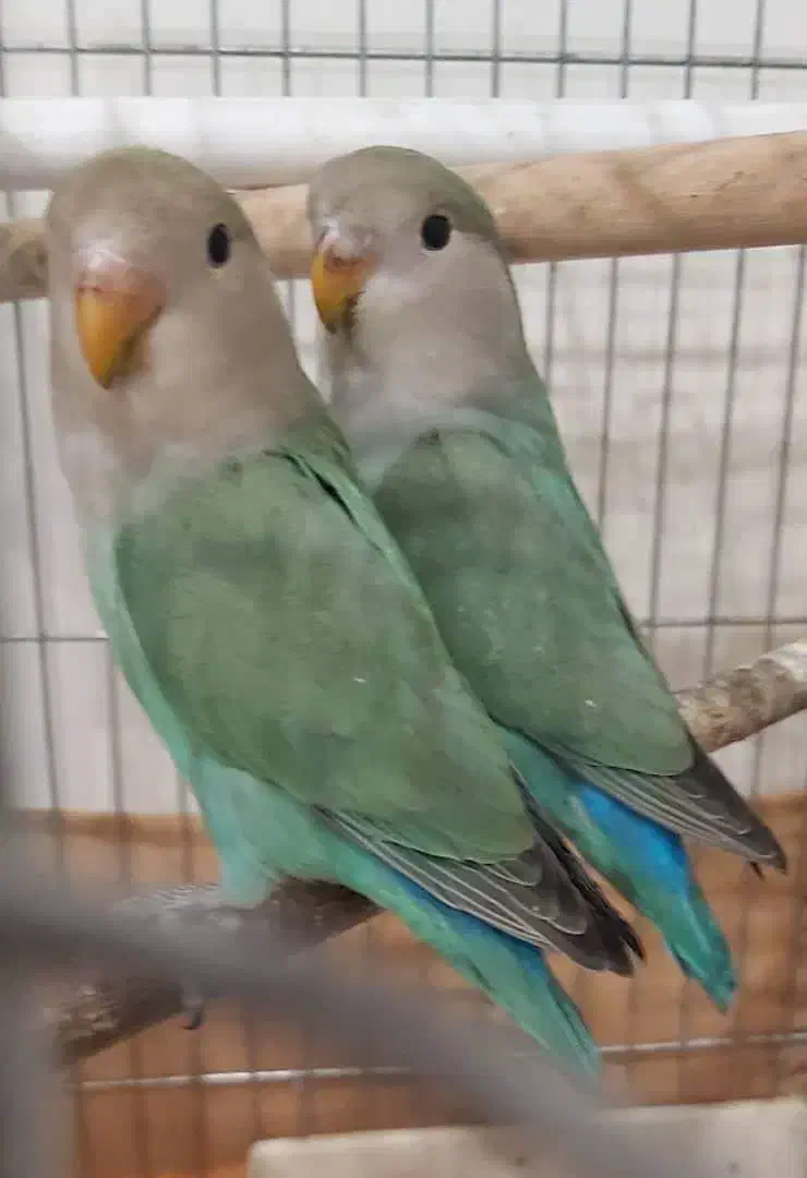 طوطی برزیلی|پرنده|تهران, صادقیه|دیوار