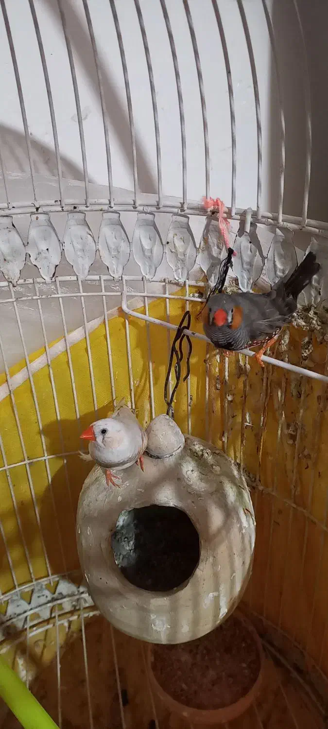 فنچ|پرنده|زابل, |دیوار