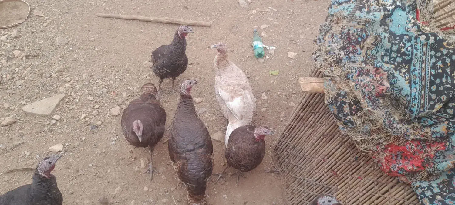 فروش بوقلمون|حیوانات مزرعه|آبدانان, |دیوار