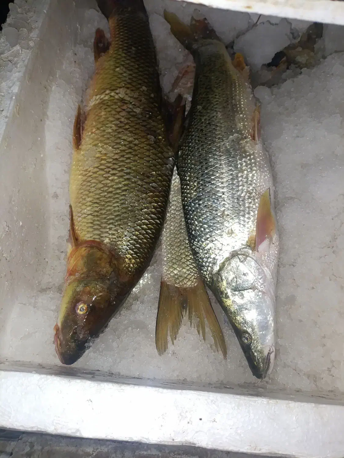 برزم وسونگ|ماهی|شادگان, |دیوار