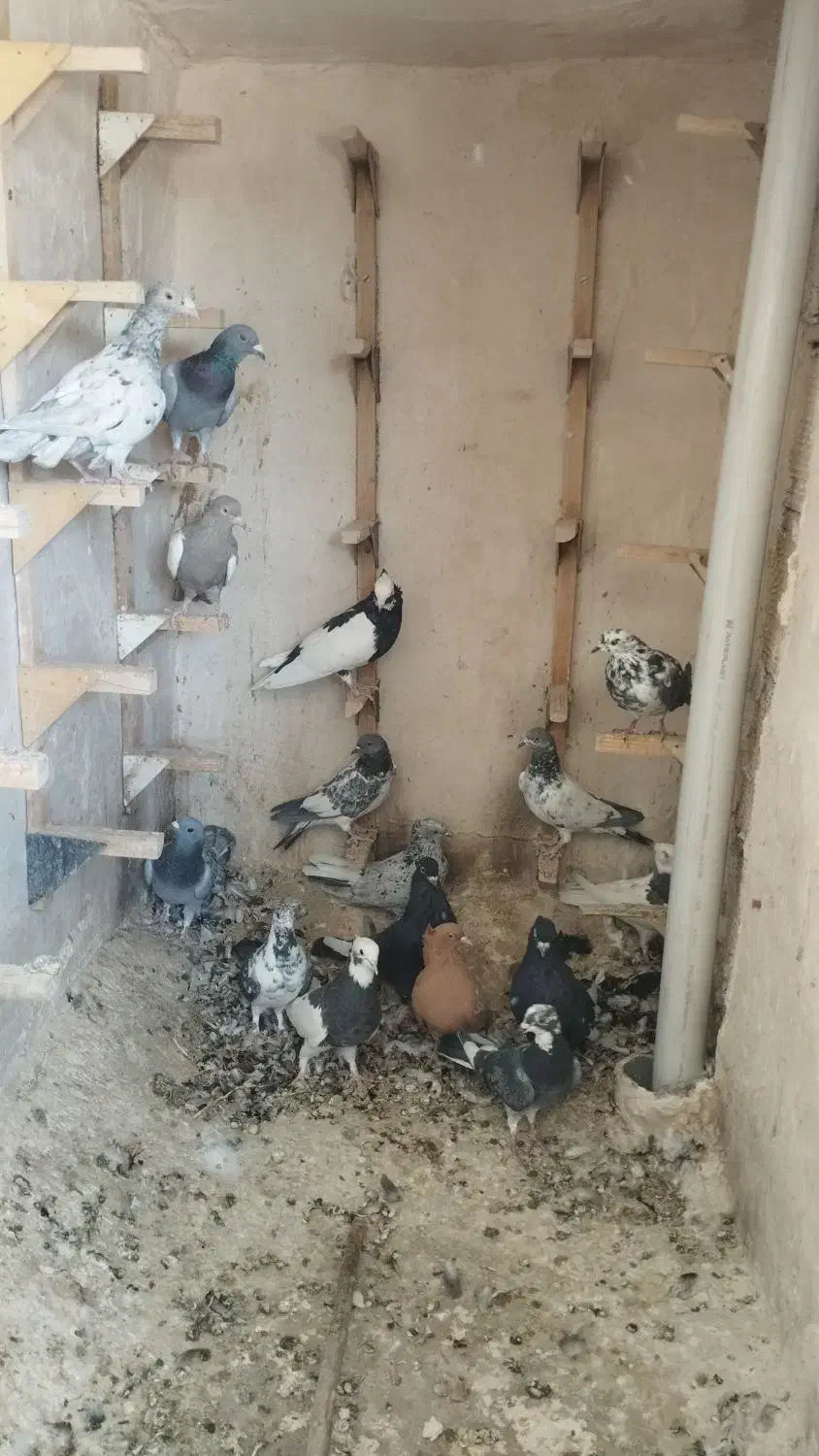 کبوتر رنگی|پرنده|شیراز, شهرک ایثار|دیوار