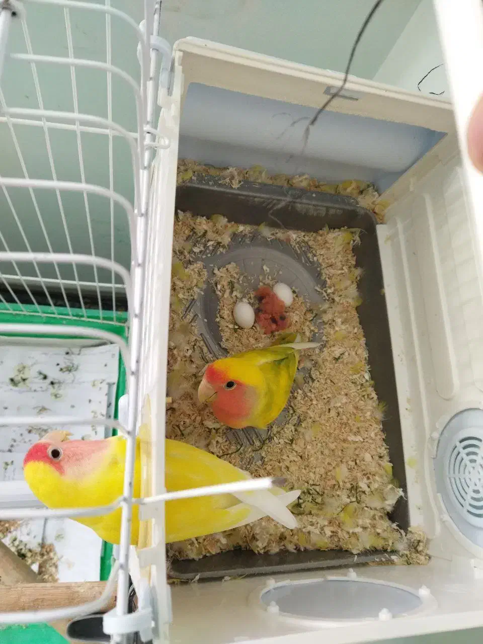 یک جفت طوطی برزیلی مولد|پرنده|سقز, |دیوار