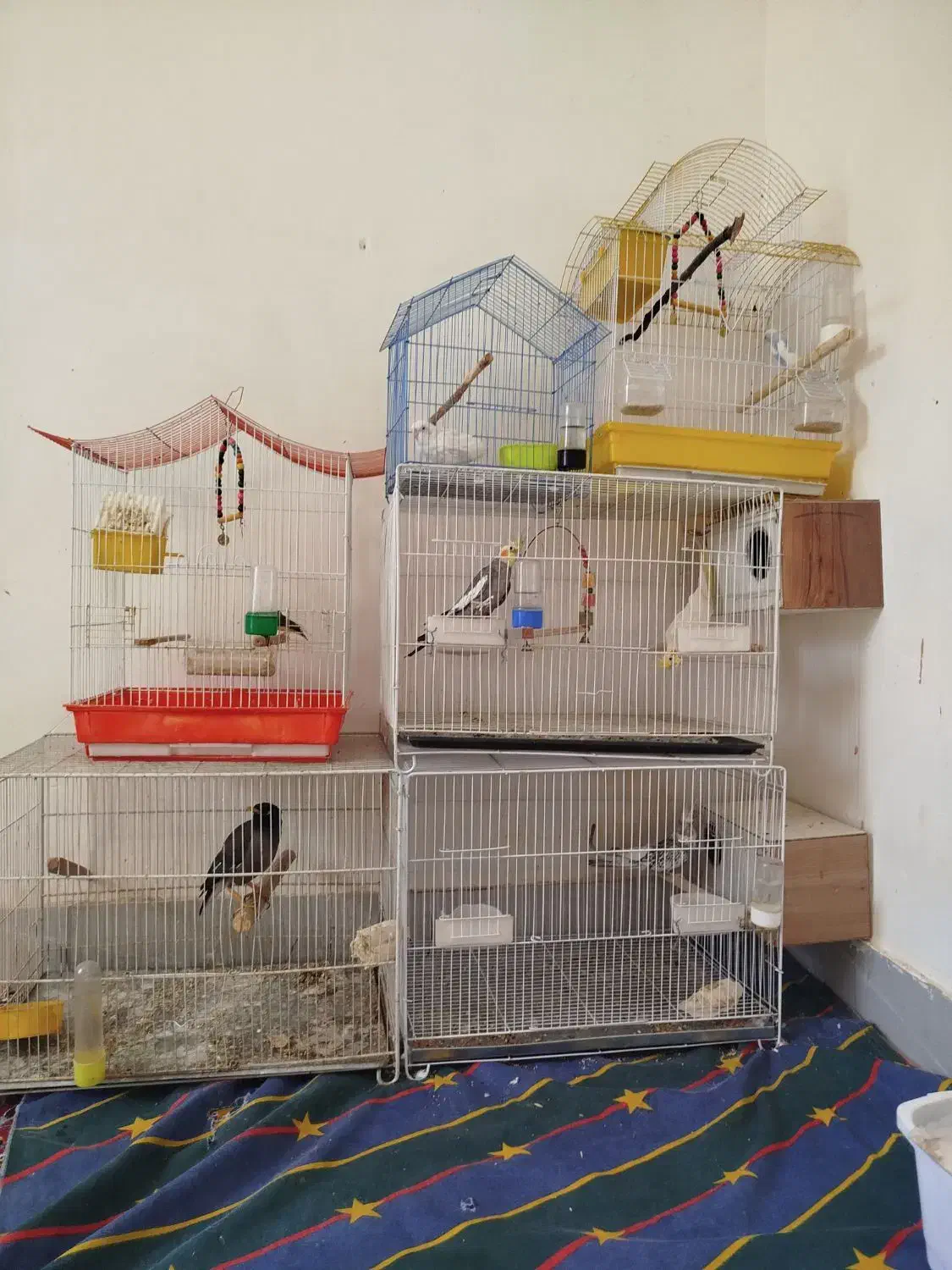 عروس هلندی مرغ عشق فنچ|پرنده|نیشابور, دارایی|دیوار