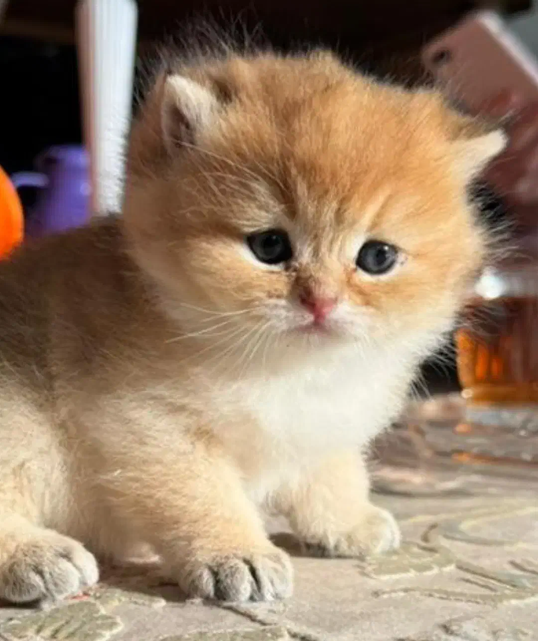 گربه های اصیل و خالص و شجره دار|گربه|شیراز, عفیف‌آباد|دیوار