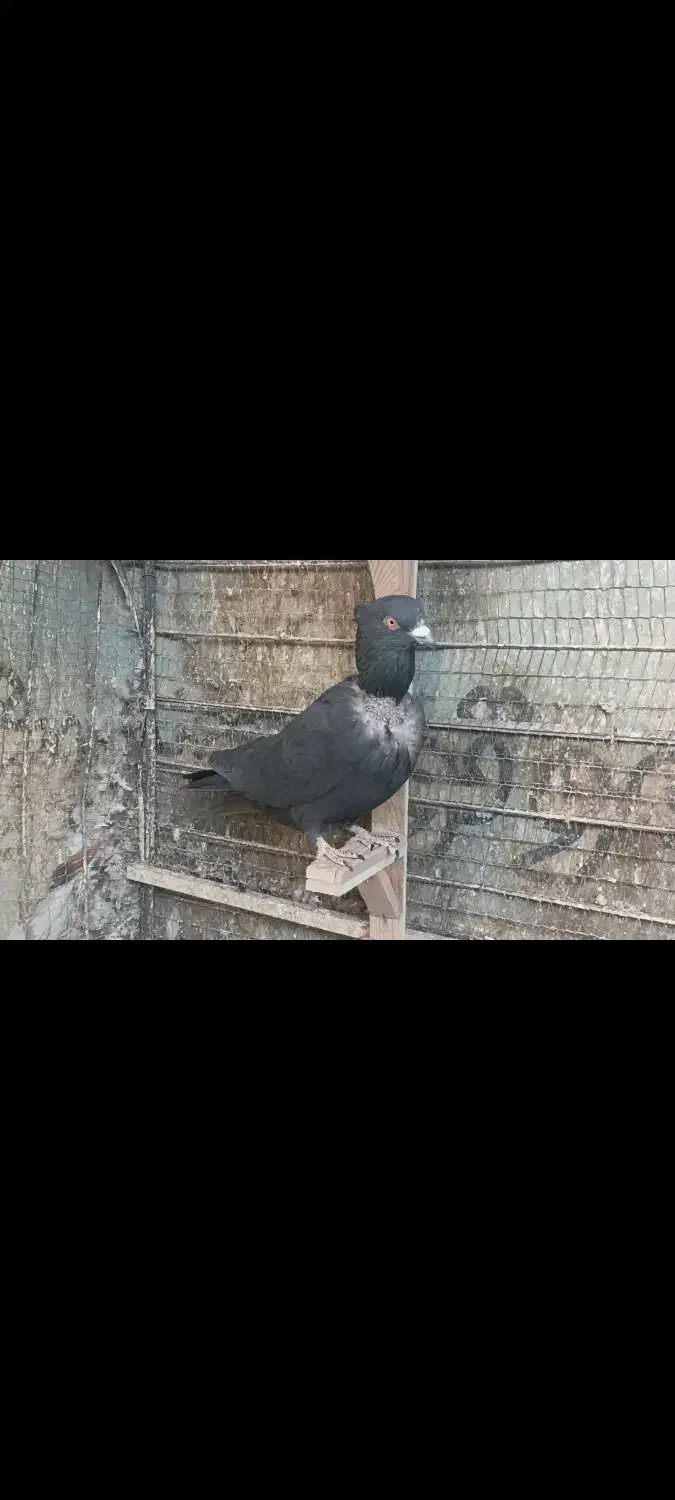 کبوتر کلاغ سیاه پرشی|پرنده|مشهد, تربیت (صدف)|دیوار