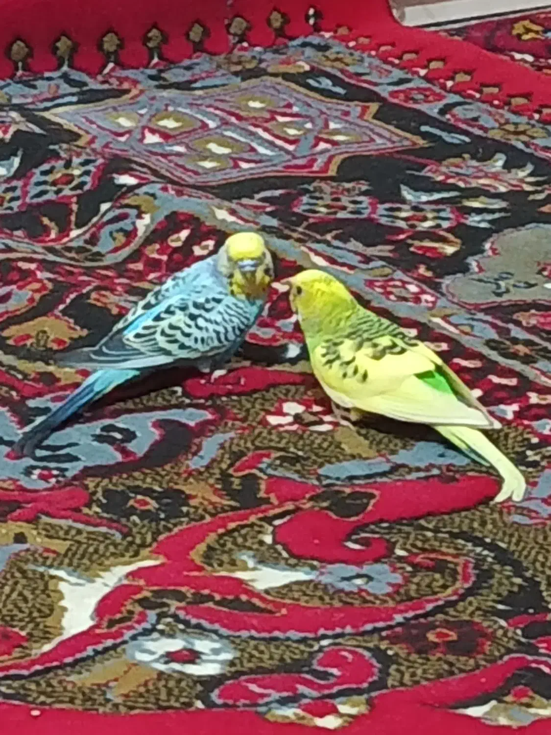 مرغ عشق|پرنده|کرمانشاه, |دیوار