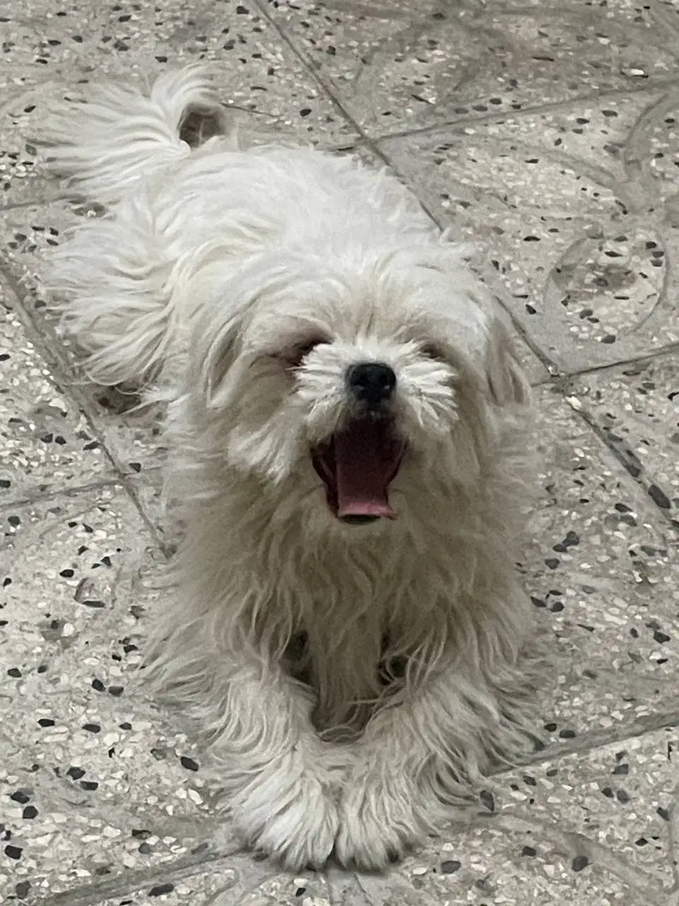 واگذاری دوقلاده سگ خانگی|سگ|اراک, |دیوار