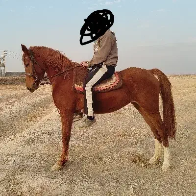 مادیون عرب|اسب و تجهیزات اسب‌سواری|ورامین, ورامین|دیوار