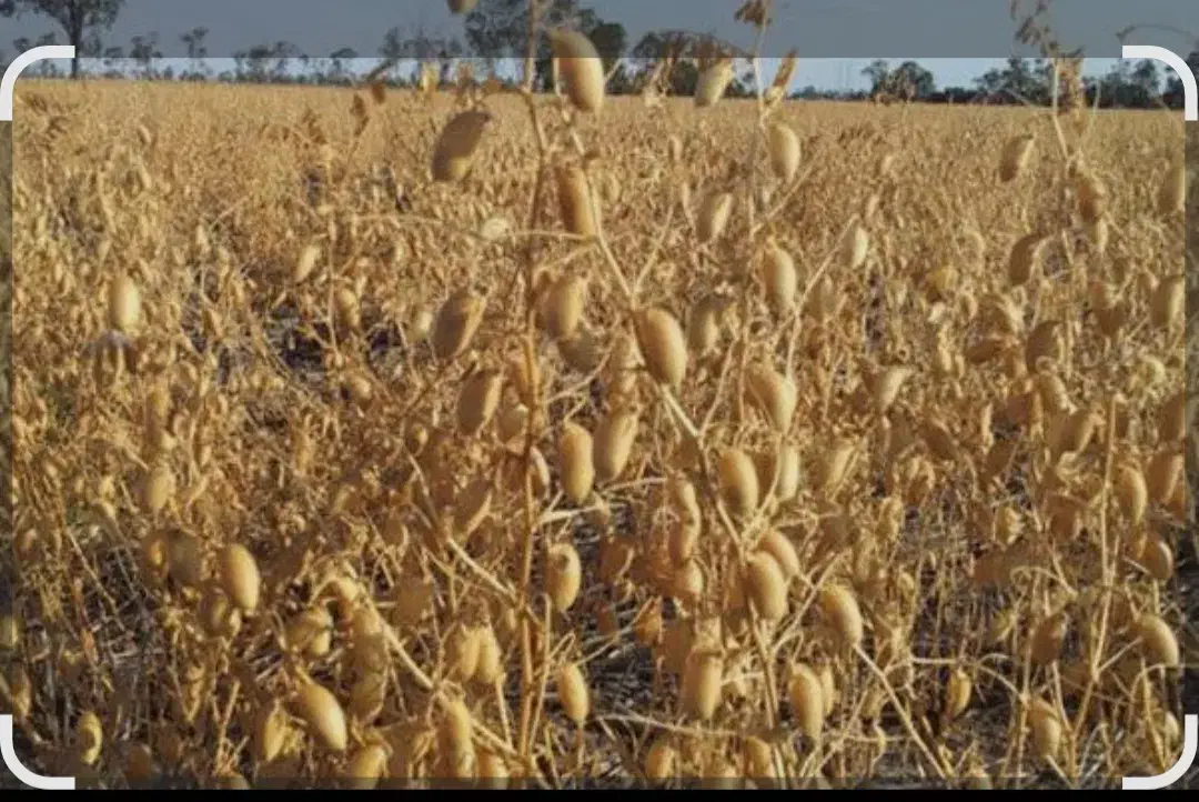 اجازه زمین کشاورزی برای کاشت نخود|اجارهٔ دفتر صنعتی، کشاورزی، تجاری|نورآباد, |دیوار