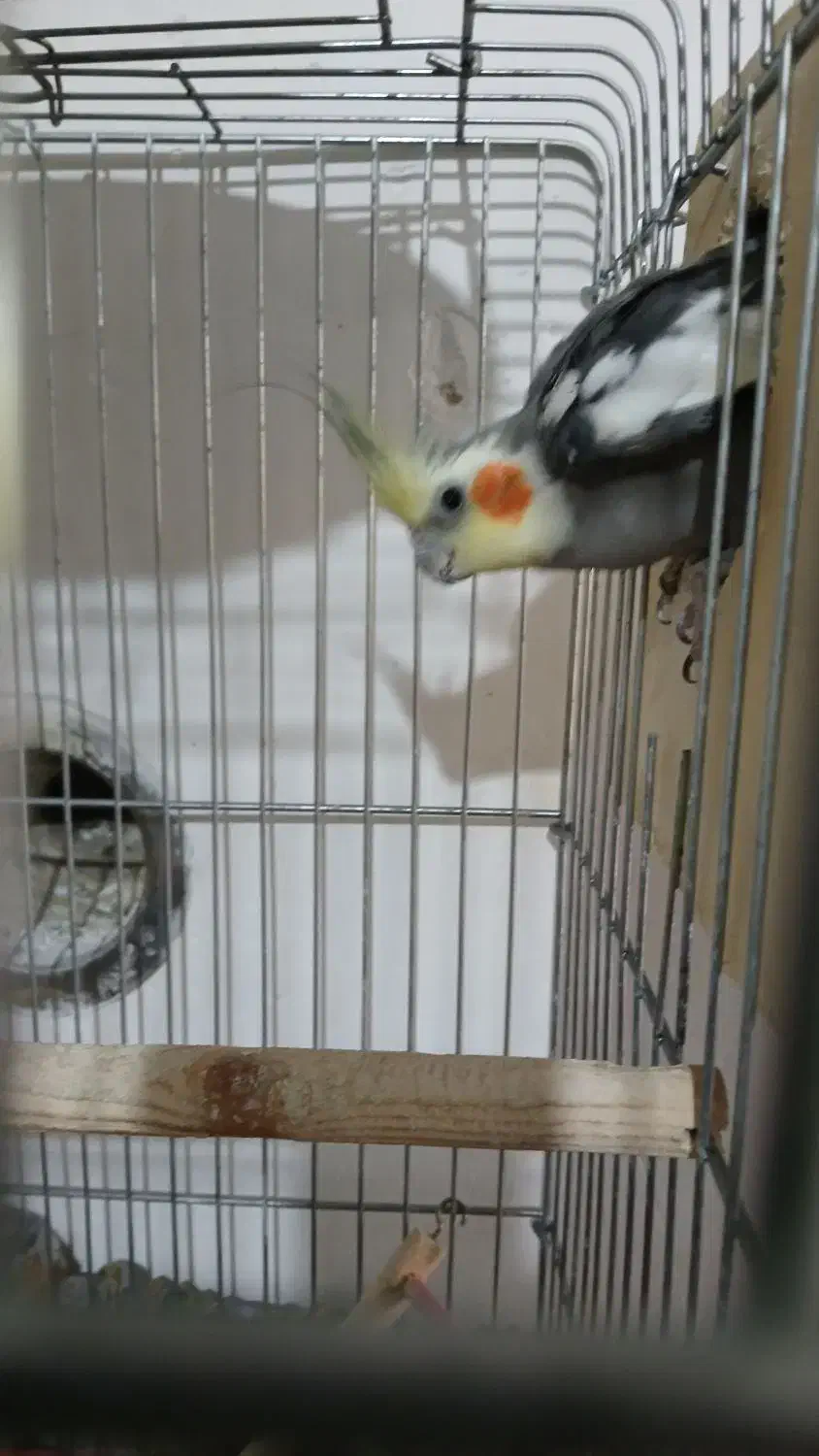 جفت عروس هلندی|پرنده|شیراز, جمال آباد|دیوار