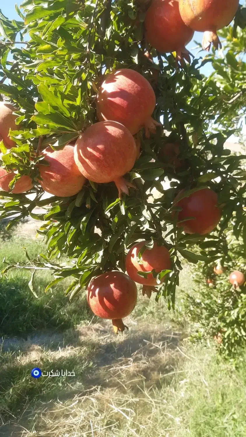 انار درجه یک|خدمات باغبانی و درختکاری|کوهنانی, |دیوار