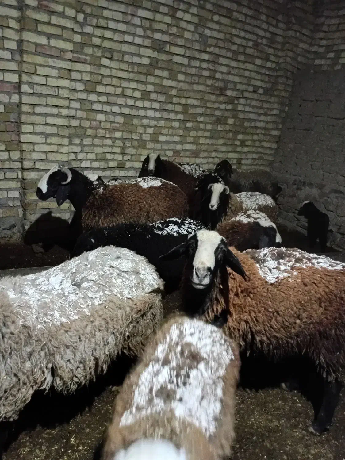 بره قوچ چالی|حیوانات مزرعه|تاکستان, |دیوار