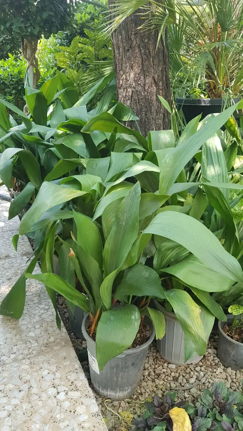 گیاه برگ عبایی|گل و گیاه طبیعی|تهران, عباس‌آباد|دیوار