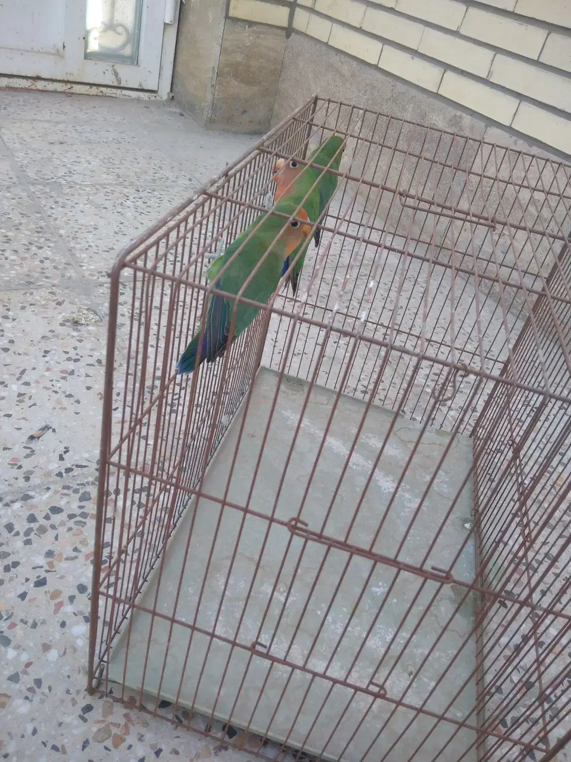 سه عدد کوتوله 800|پرنده|اردکان, |دیوار