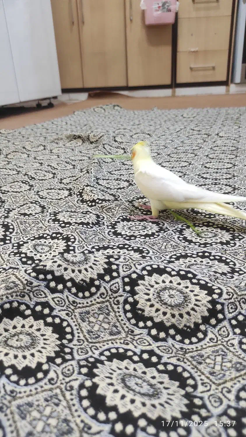 جوجه عروس|پرنده|اردکان, |دیوار