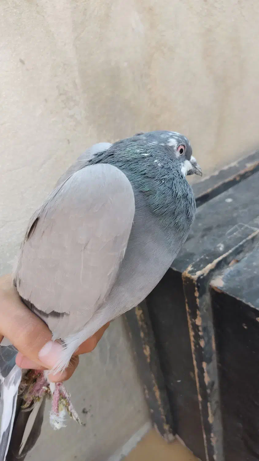 کفتر حسابی|پرنده|قم, قلعه کامکار|دیوار