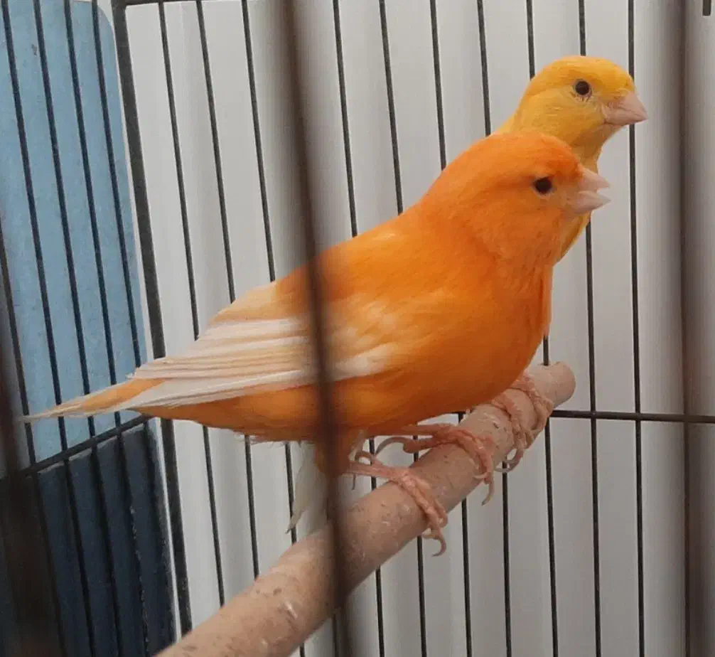 قناری ردفکتور As+رسمی|پرنده|شاهرود, |دیوار