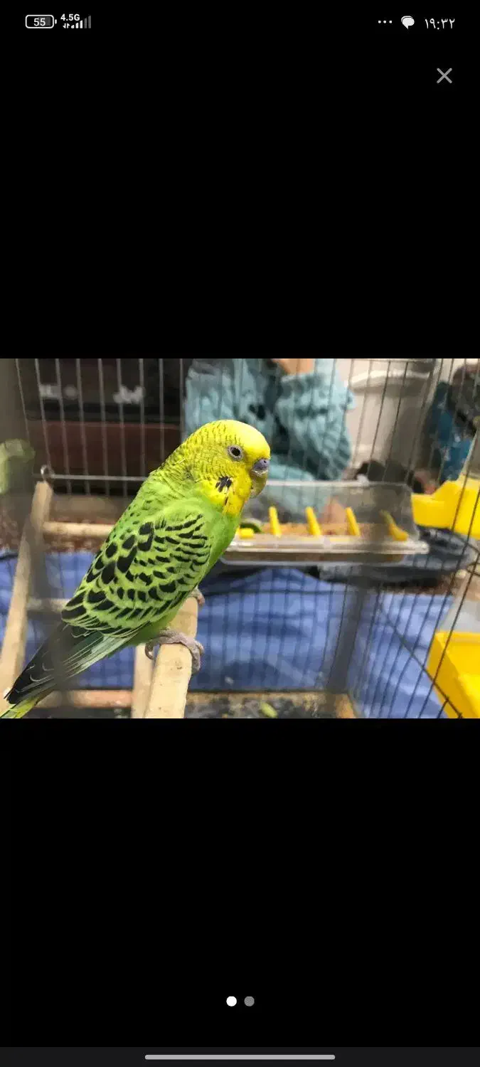 گمشده|حیوانات|پیرانشهر, |دیوار