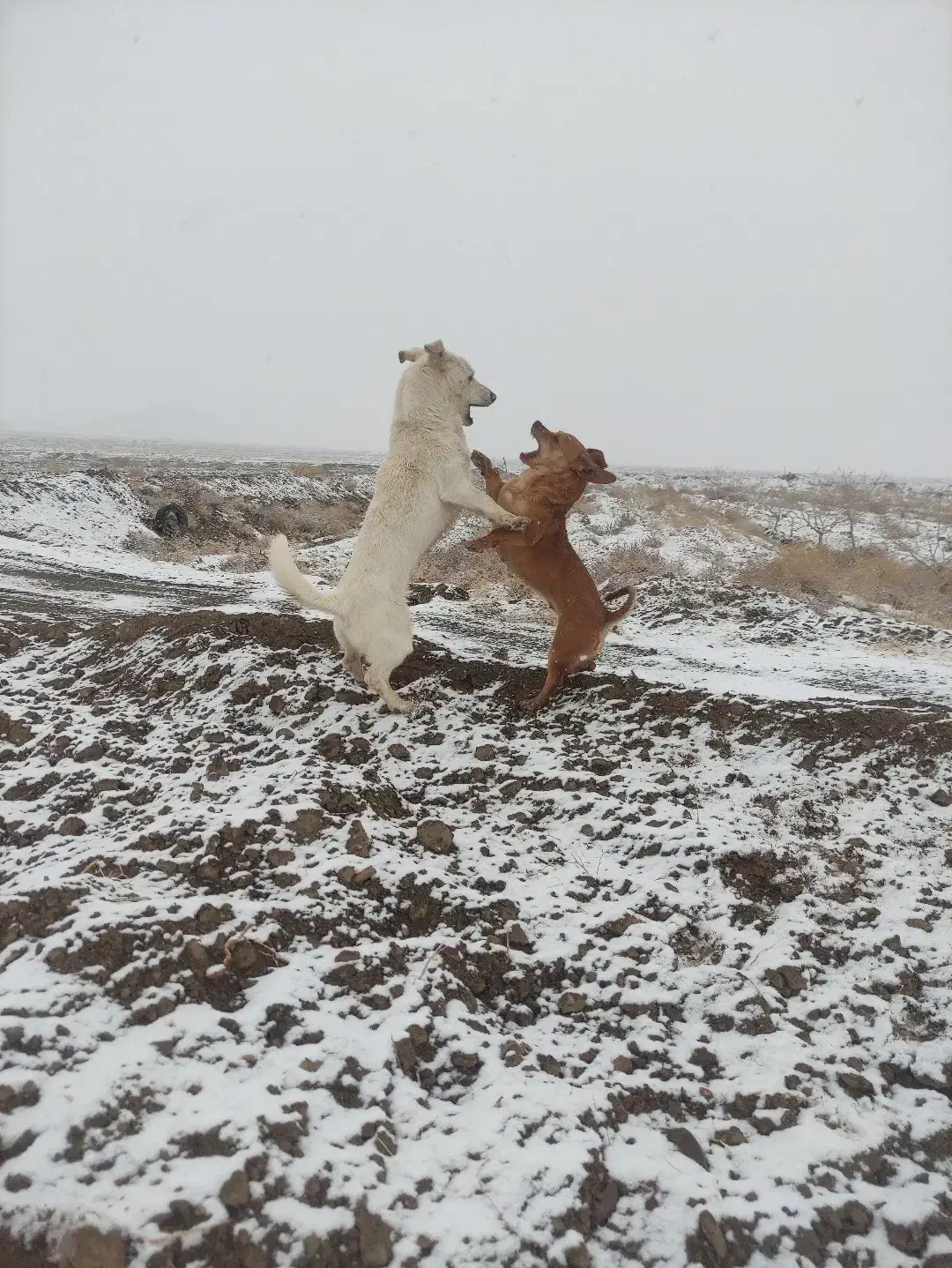 سگ پا کوتاه نژاد دار بچه هاشم فروشی هستن|سگ|سبزوار, شرق کال میانی|دیوار