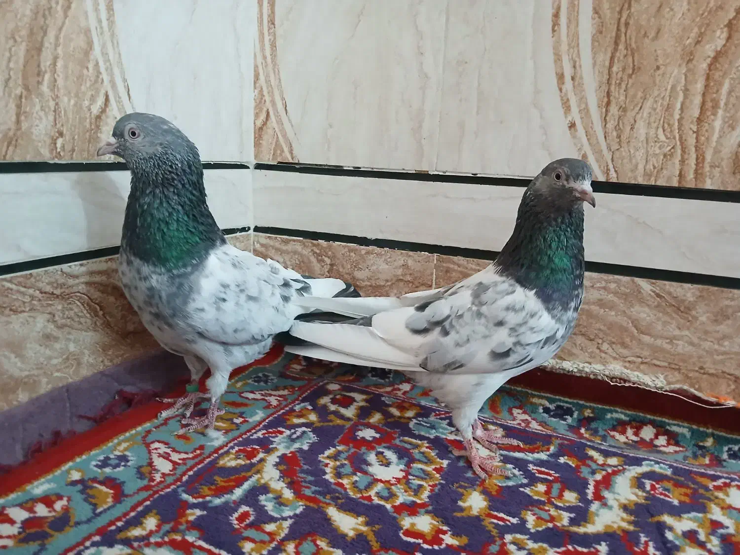 کفتر گلدن|پرنده|شادگان, |دیوار
