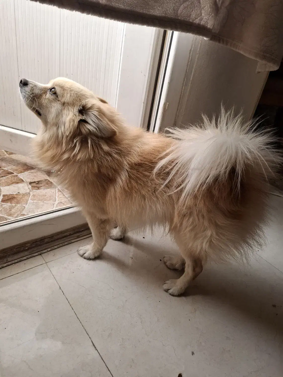 گمشده|سگ|زاهدان, |دیوار