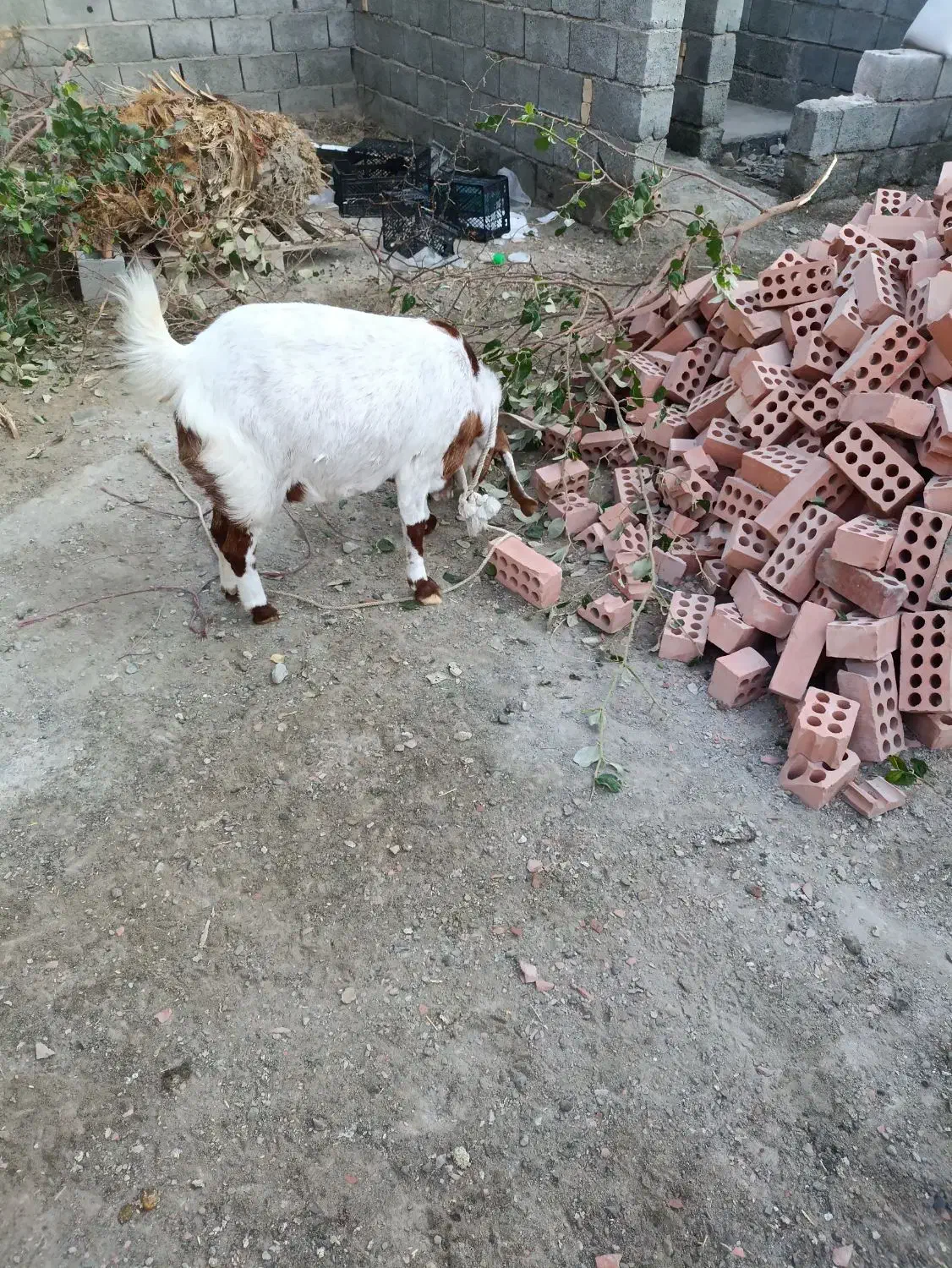 گوسفند آبستن ۴ماه|حیوانات مزرعه|کهنوج, |دیوار