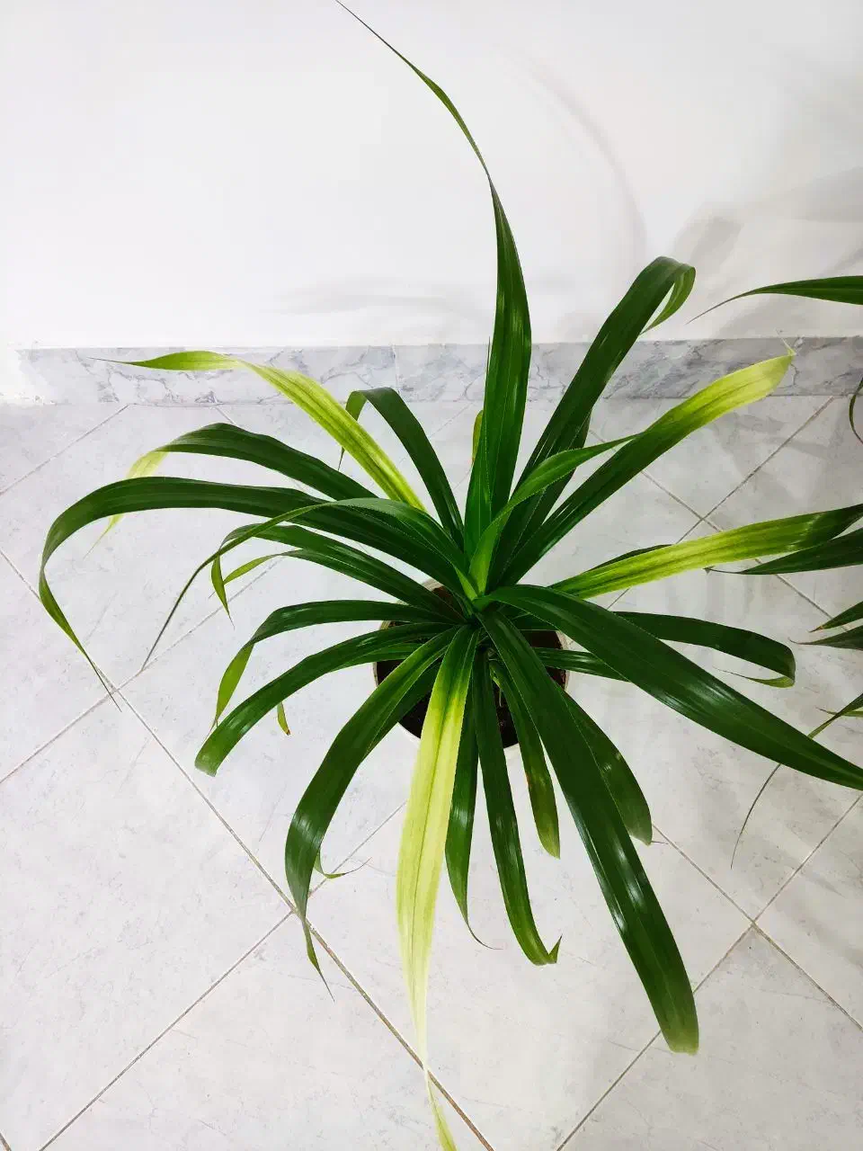 انواع گل|گل و گیاه طبیعی|نیشابور, شهرک بسیج|دیوار