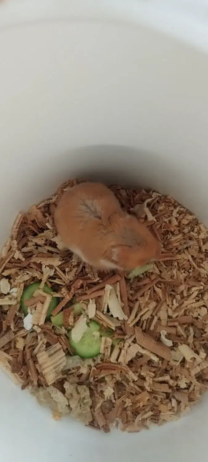 همستر|موش و خرگوش|شهریار, شهریار|دیوار