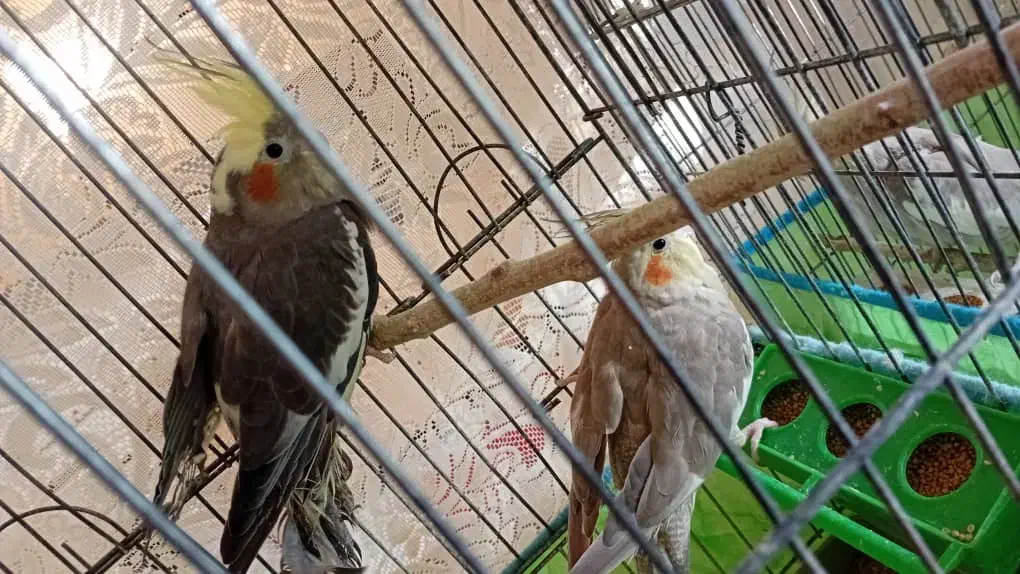 فروش ۲ جفت عروس هلندی|پرنده|دره شهر, |دیوار