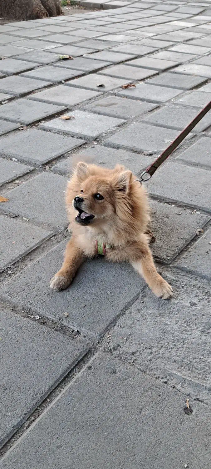 سگ پامر خرسی جنسیت نر|سگ|کرمانشاه, |دیوار