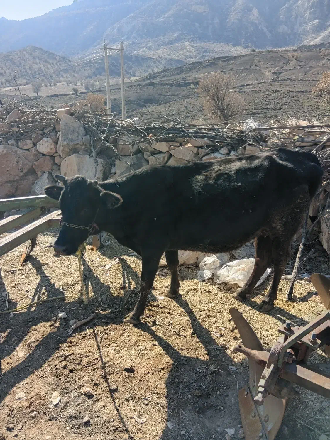 گاو|حیوانات مزرعه|خرم‌آباد, |دیوار