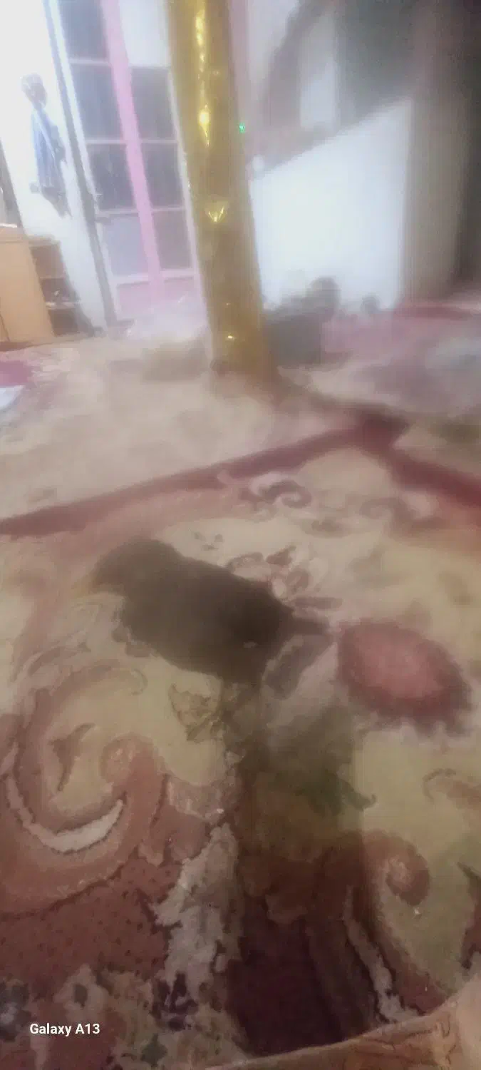 پرنده|پرنده|اسفراین, |دیوار