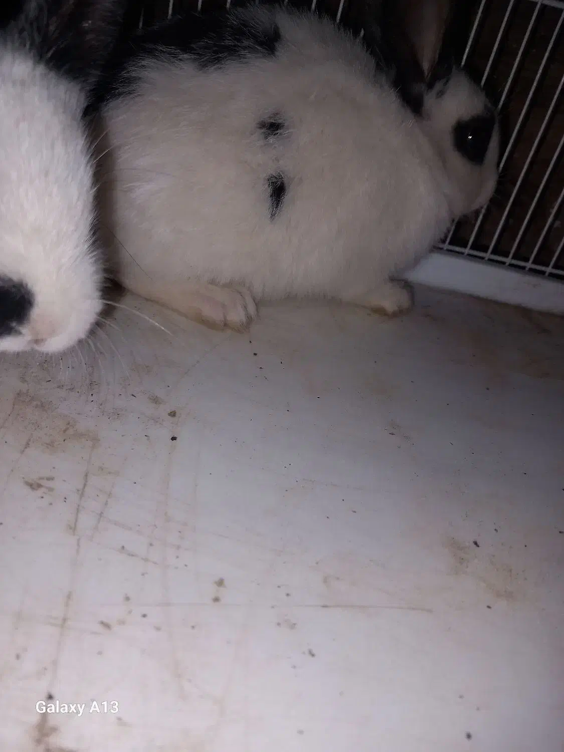 بچه خرگوش|موش و خرگوش|ورامین, شهرک فجر|دیوار