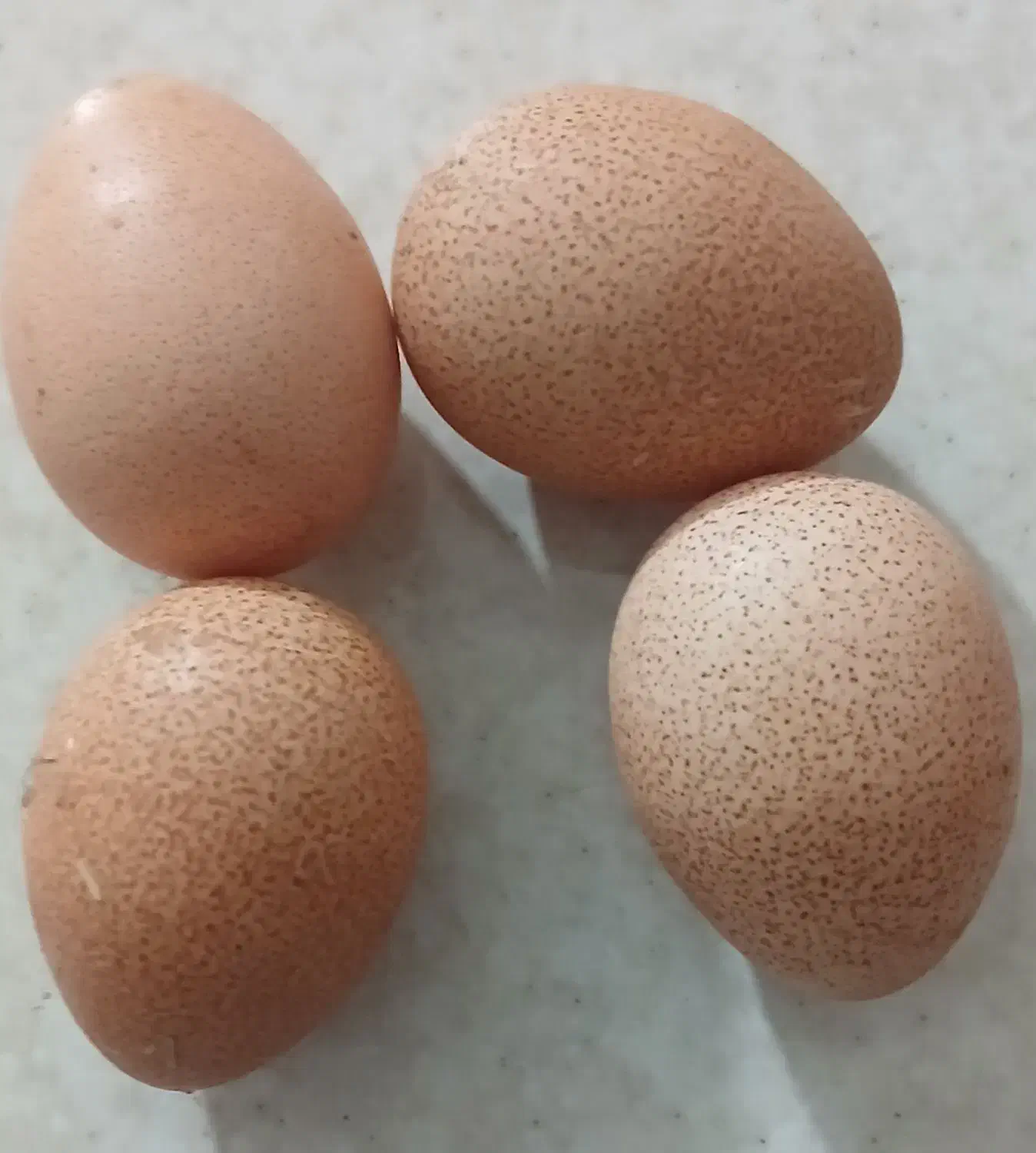 تخم نطفه دار تازه ،مرغ شاخدار وتخم نطفه دار اردک|حیوانات مزرعه|سبزوار, پیروزی|دیوار