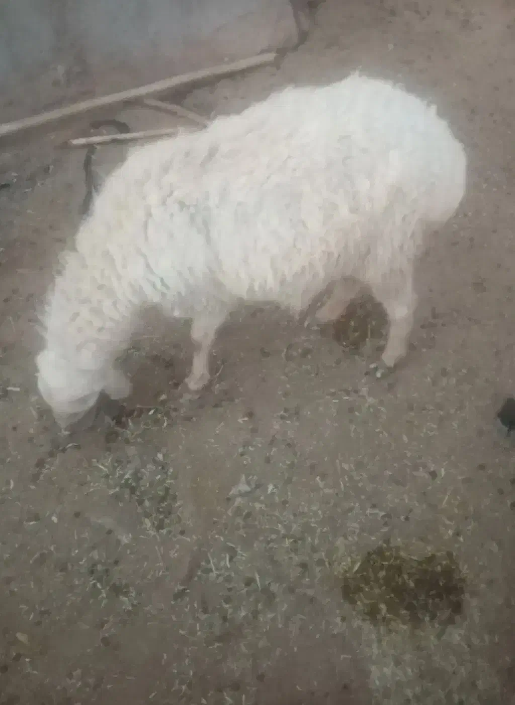 کاربر بره|حیوانات مزرعه|سربیشه, |دیوار