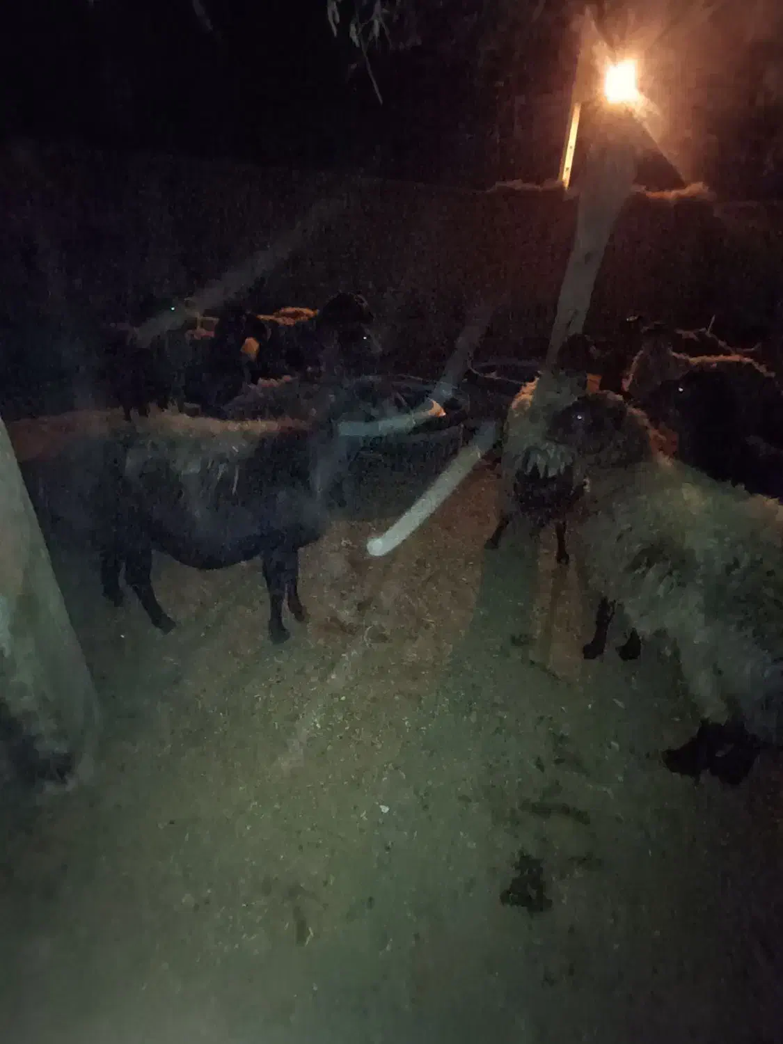 ۱۲رعس گوسفند جوان سر سینه دار|حیوانات مزرعه|طاغنکوه, |دیوار