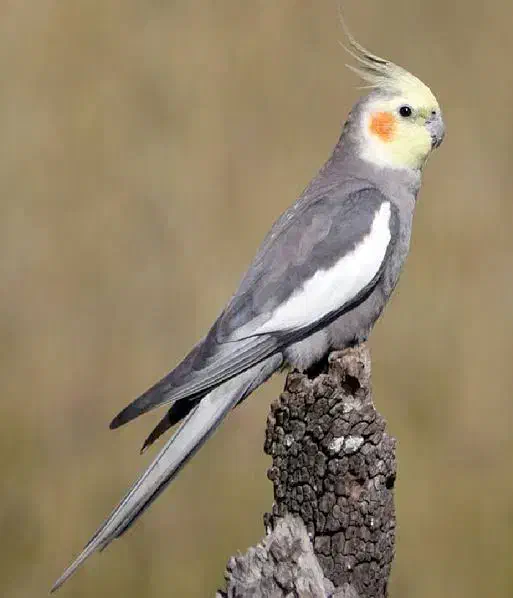 دو عدد عروس هلندی|پرنده|شهرضا, |دیوار