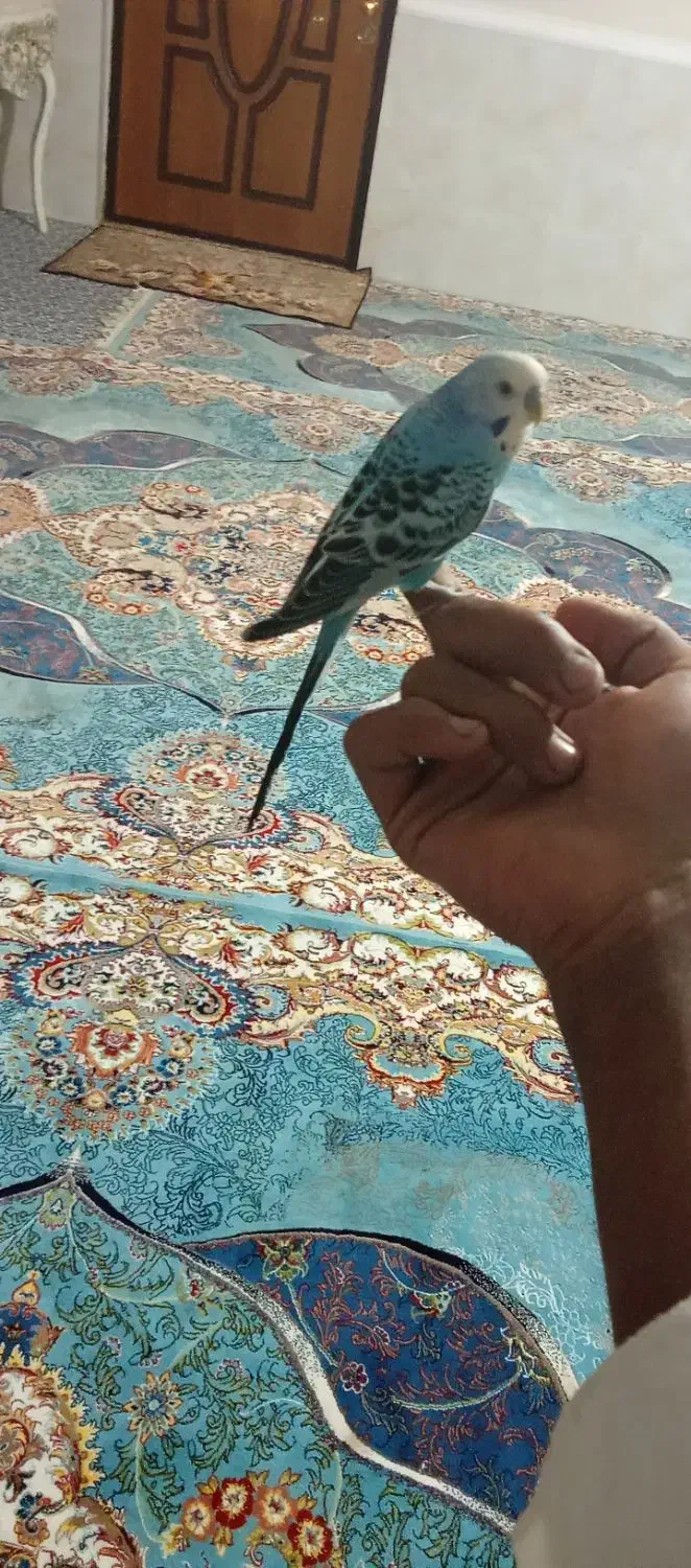 اهواز کوت عبدالله|پرنده|کارون, |دیوار