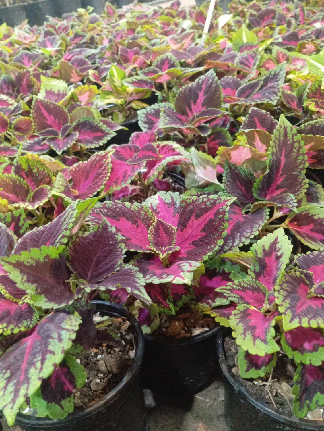 ۷ مدل گل زیر ۱۰۰ هزار تومن|گل و گیاه طبیعی|رشت, حمیدیان|دیوار