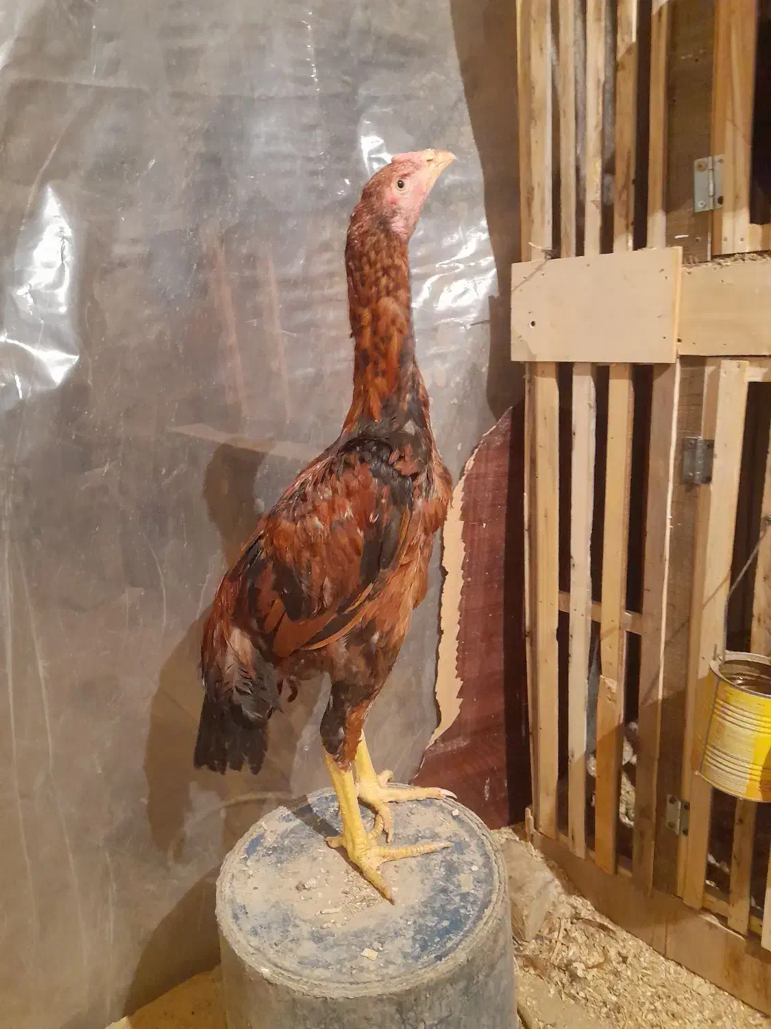 تعدادی جوجه لاری و طاقچه موجود|حیوانات مزرعه|تربتحیدریه, بالا ولایت|دیوار