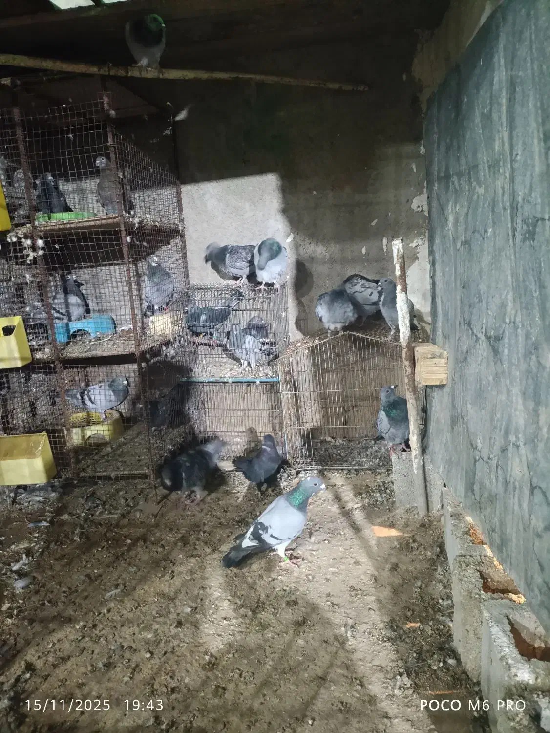 10عدد جوجه پلاکی|پرنده|ریگ, |دیوار