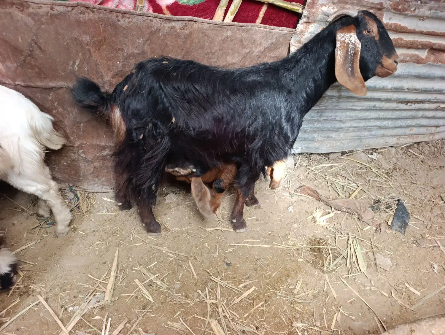 بزو وبزغاله|حیوانات مزرعه|سرپل ذهاب, |دیوار