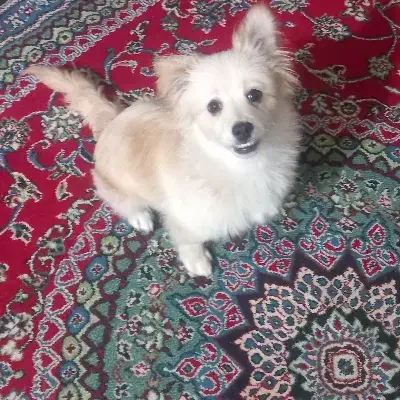 واگذاری سگ|سگ|چناران, |دیوار