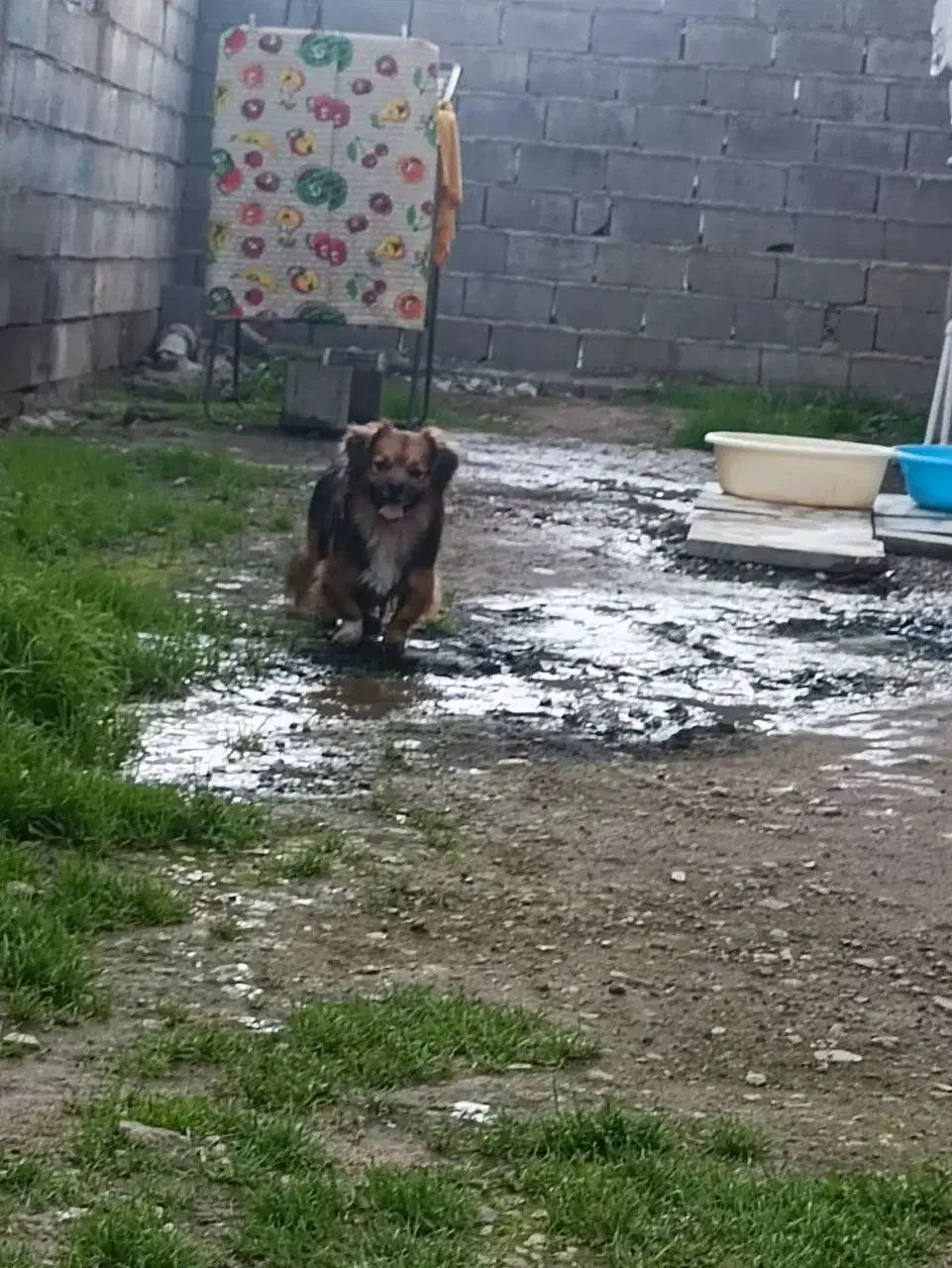 سگ پاکوتاه.|سگ|آمل, |دیوار