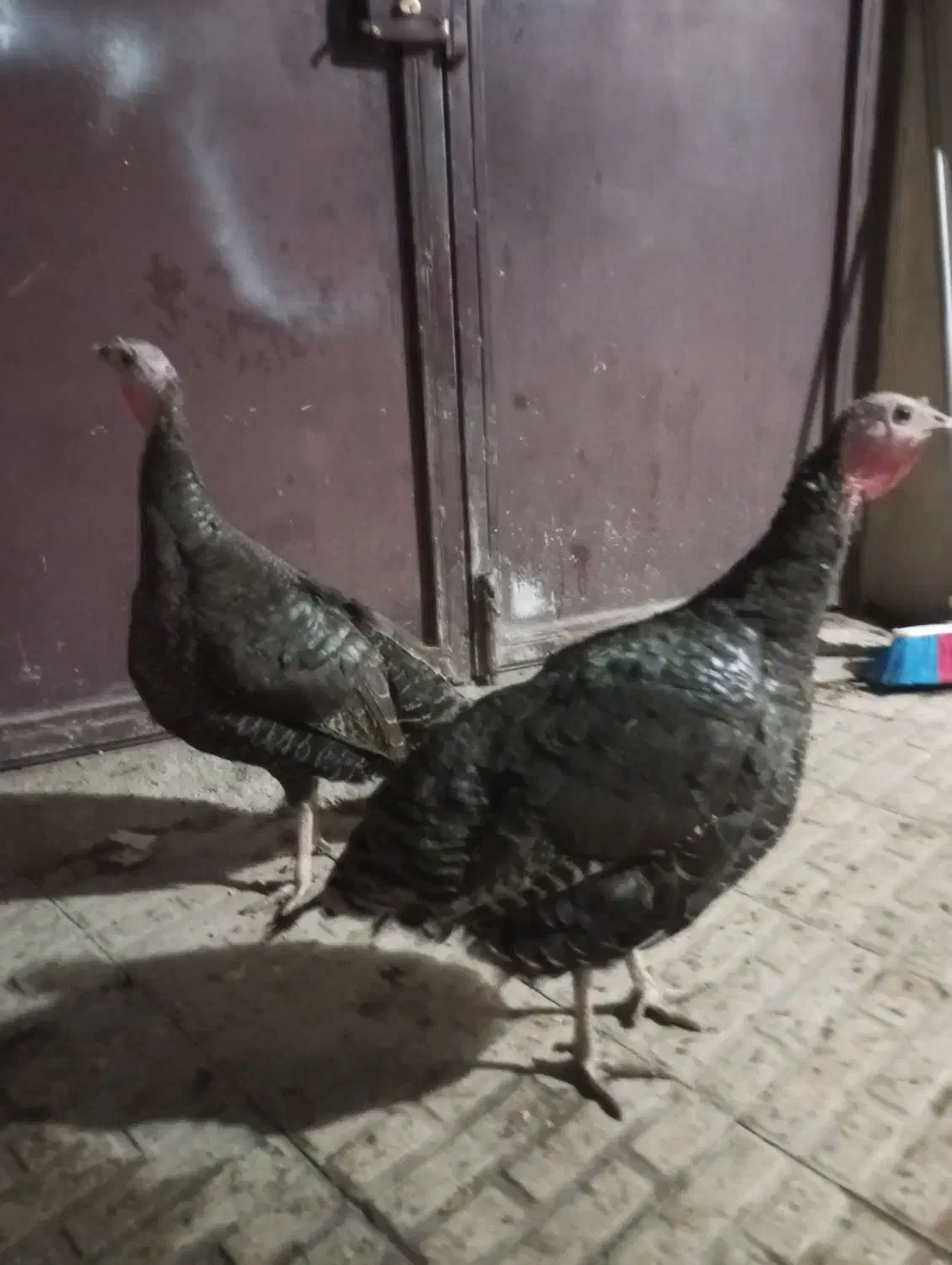 دو عدد بوقلمون ماده|حیوانات مزرعه|کرمانشاه, |دیوار