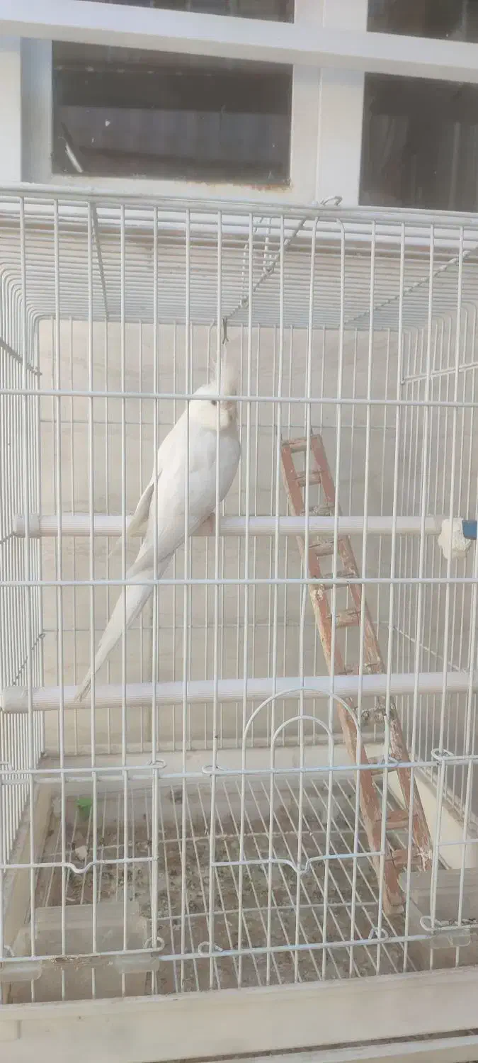 عروس هلندی دستی وسخن گو با قفس ۵ملیون|پرنده|کوهدشت, |دیوار