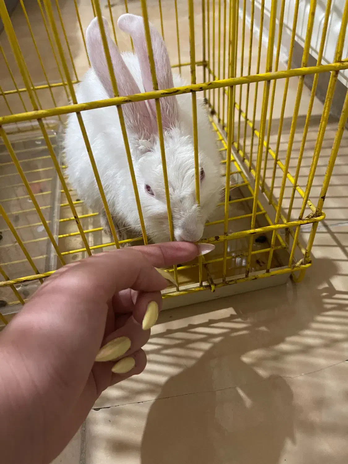 خرگوش|موش و خرگوش|پرند, فاز ۶|دیوار