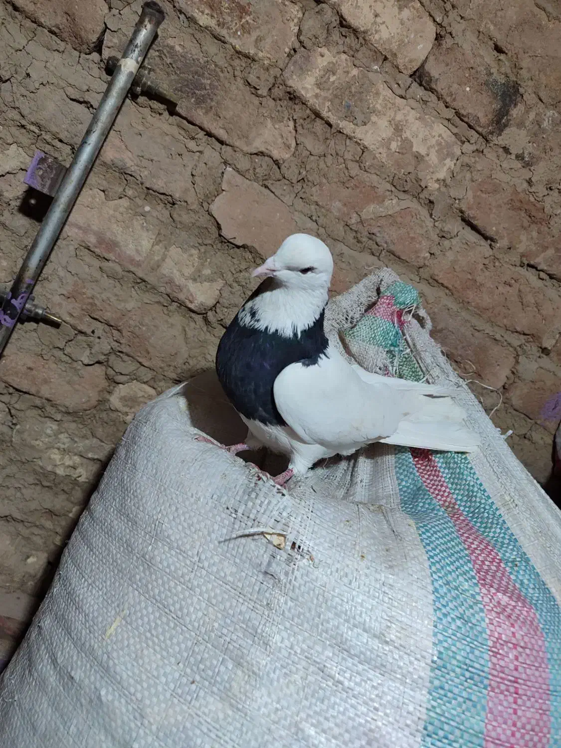 کفتر|پرنده|ملایر, |دیوار