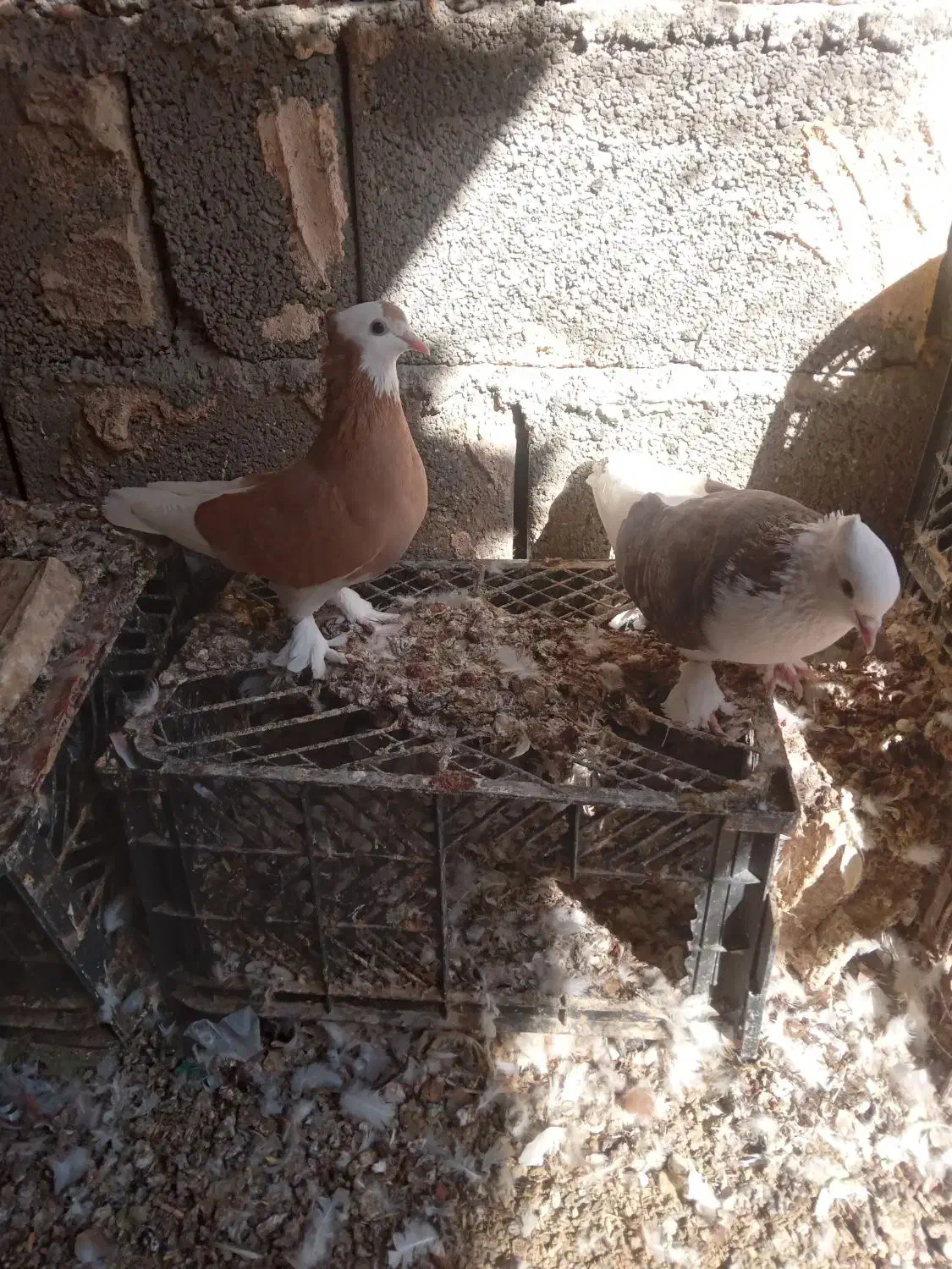 کبوتر  گره درجایی|پرنده|میناب, |دیوار